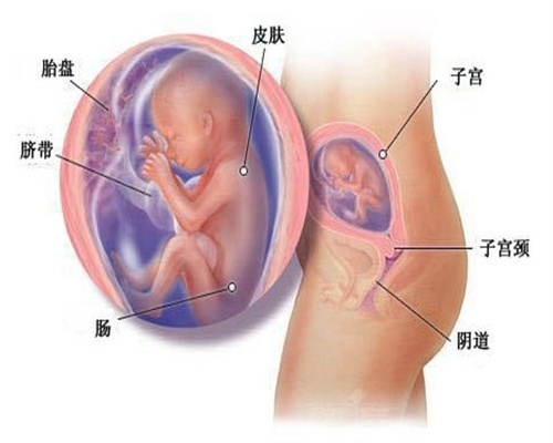 北京包生儿包儿子名医孕排院助孕找准吗女人男女公司管婴管代机构代怀产子成功测试管试试纸试